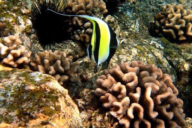 Deluxe Morning Snorkeling Adventure - What is included, and what you still need