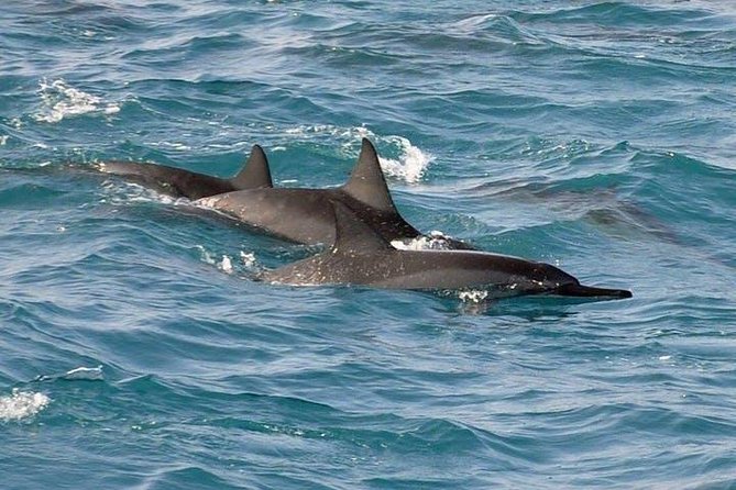 Deluxe Snorkel & Dolphin Watch Aboard a Luxury Catamaran from Kailua-Kona - More than snorkeling: the slide, jump platform, and floating gear