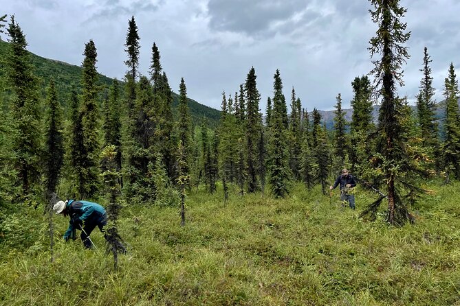 Denali Park Nature Walk (3 Hours) w/Expert Naturalist - Is $139 a fair price?
