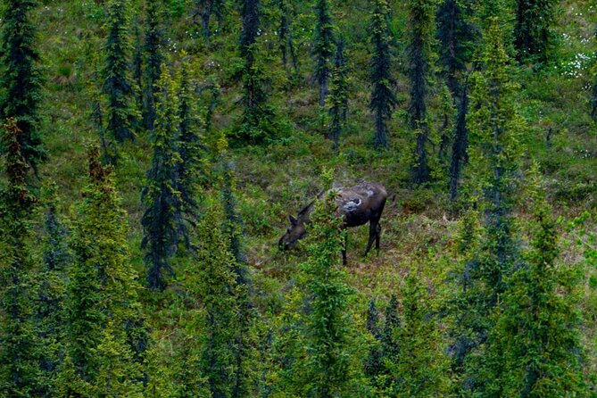 Denali Park Nature Walk (3 Hours) w/Expert Naturalist - Starting at the Denali Visitor Center