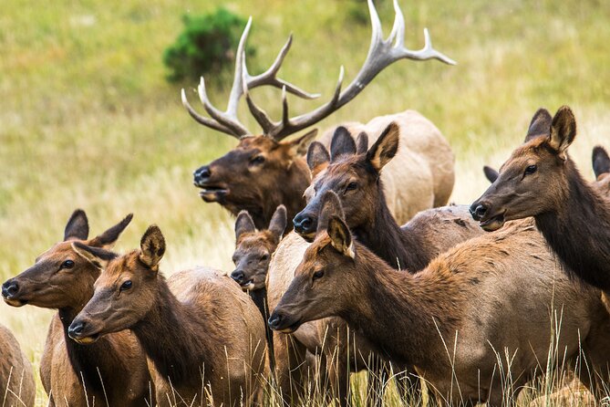 Discover Rocky Mountain National Park - Four hours inside Rocky Mountain National Park