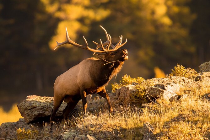 Discover Rocky Mountain National Park - Wildlife watching: the best reason to keep your eyes open