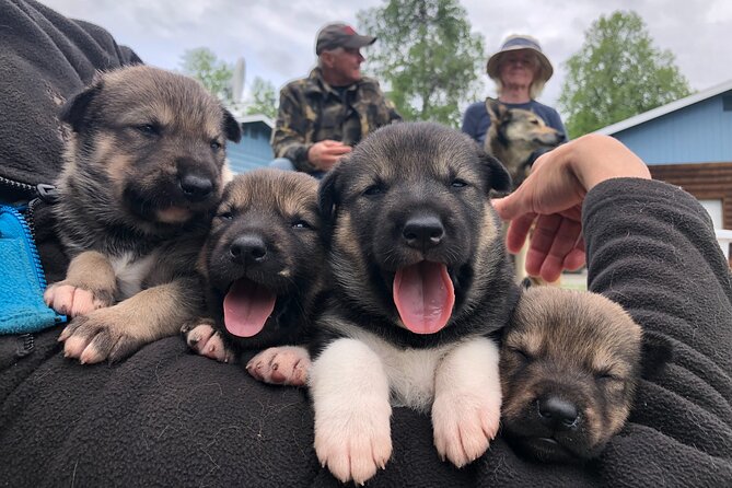 Dog Sledding Adventure in Willow, Alaska - What the Iditarod Stories Add