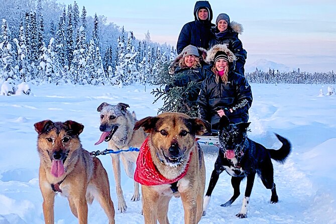Dog Sledding Adventure in Willow, Alaska - Warm Coats, Hot Drinks, and Cold Feet
