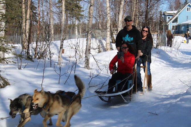 Dog Sledding Adventure in Willow, Alaska - Is $175 a Fair Price?