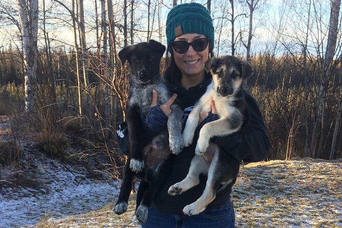 Dog Sledding Adventure in Willow, Alaska - Booking and Weather Details
