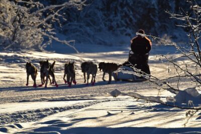 Dog Sledding and Mushing Experience in North Pole