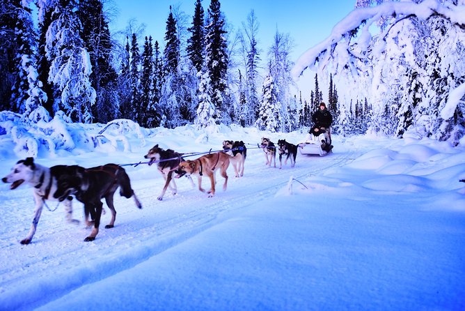 Dog Sledding and Mushing Experience in North Pole - Timing, transport, and weather concerns