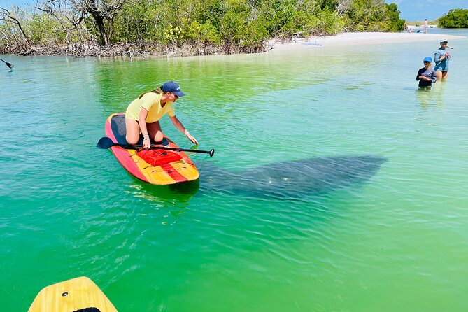 Dolphin and Manatee Adventure Tour of Fort Myers - Key things to know before you book