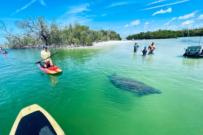 Dolphin and Manatee Adventure Tour of Fort Myers - Wildlife watching without false promises
