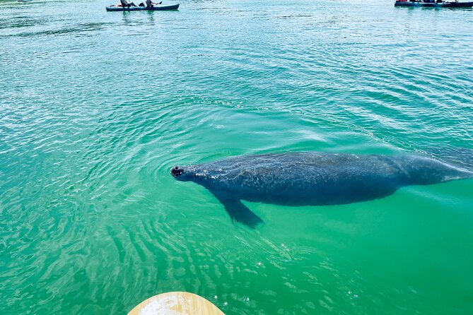 Dolphin and Manatee Adventure Tour of Fort Myers - Booking, cancellation, and practical planning