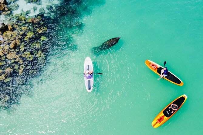 Dolphin and Manatee Adventure Tour of Fort Myers - Through mangroves, bays, and Fort Myers waterways