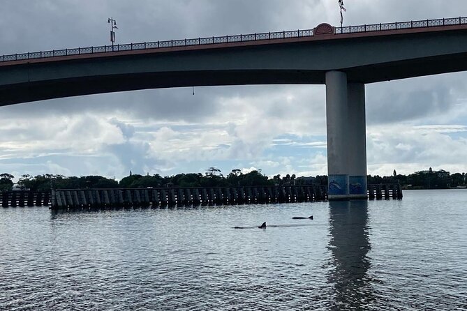 Dolphin and Manatee Stand Up Paddleboard Tour in Daytona Beach - Starting at Three Brothers Boards on Beach Street