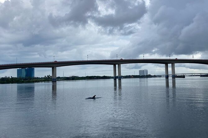 Dolphin and Manatee Stand Up Paddleboard Tour in Daytona Beach - Canals, wildlife areas, and the patience game