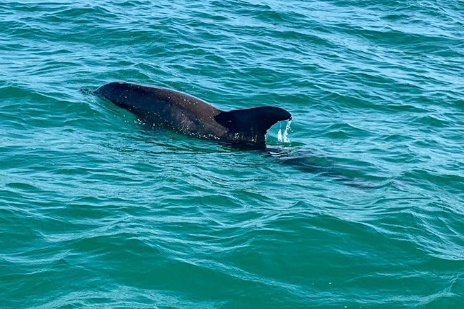 Dolphin Cruise in Destin FL - Who will enjoy this boat ride most