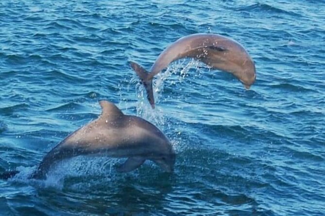 Dolphin & Sunset Cruises - From Harbor to East Pass and the Gulf