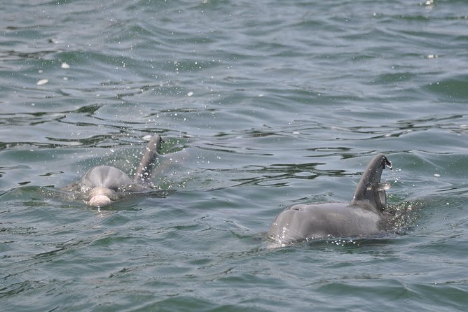 Dolphin-Watching Speedboat Cruise in Destin Harbor - What this Destin dolphin cruise is really like