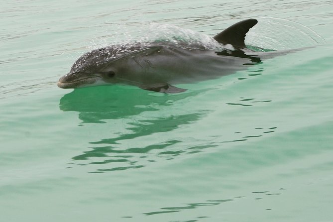Dolphin-Watching Speedboat Cruise in Destin Harbor - Searching for dolphins, stingrays, and sharks