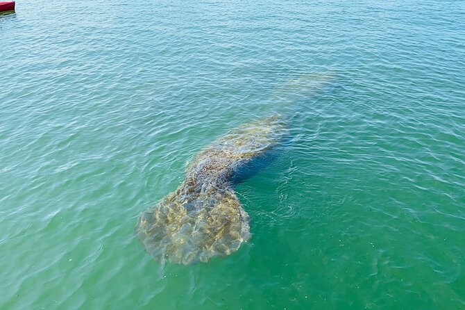 Easy Ride Pedal Kayak Tour Marco Island & Naples (Pedal or Paddle - Rammel’s guiding style and the personal extras