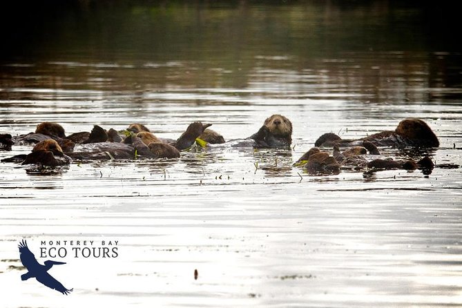 Elkhorn Slough Wildlife Tour - Why Elkhorn Slough is worth your time
