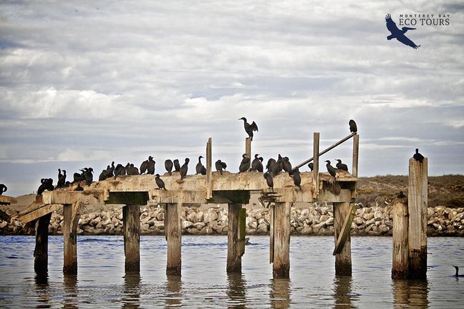Elkhorn Slough Wildlife Tour - What the 90-minute catamaran ride is like