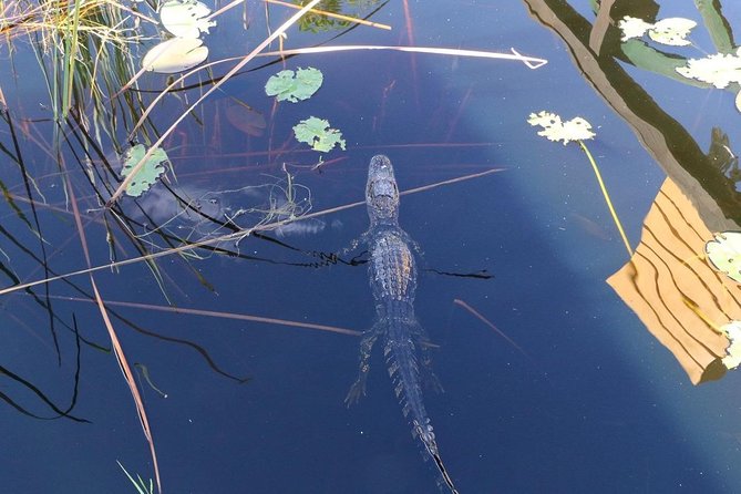 Everglades Airboat Safari Adventure with Transportation - What this Miami airboat safari really offers