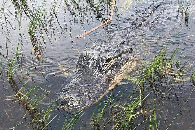 Everglades Airboat Safari Adventure with Transportation - Why the $35 price can be fair
