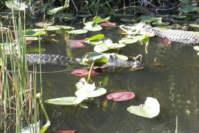 Everglades Airboat Tour from Fort Lauderdale with transportation - Is $75 a good value?