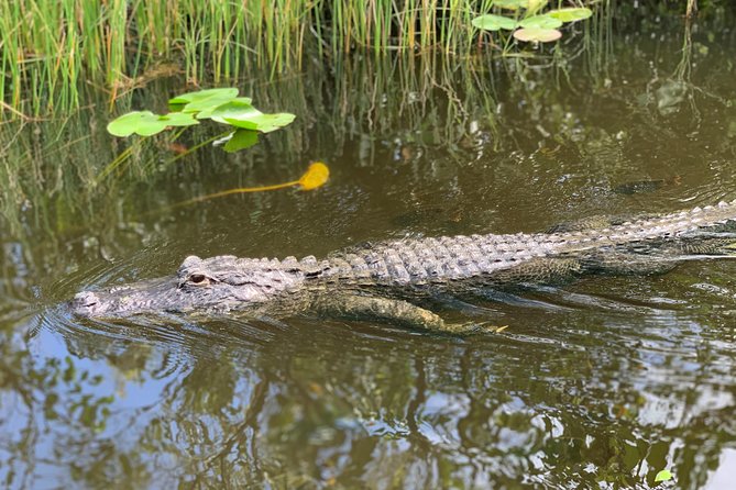 Everglades Airboat, Wildlife Show, and Roundtrip Bus From Miami - Who will enjoy this Everglades trip?