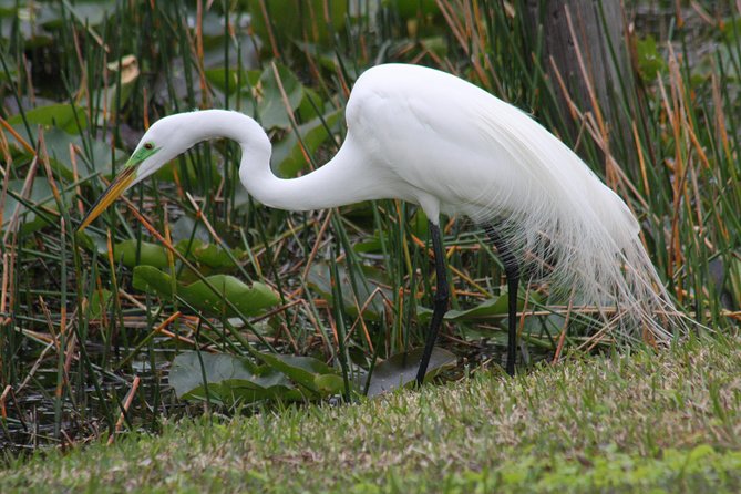 Everglades Day Safari from Fort Myers/Naples Area - The Ten Thousand Islands boat cruise