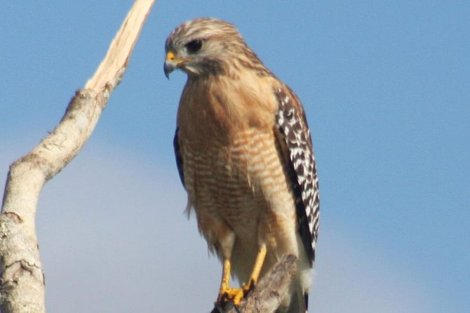 Everglades Day Safari from Ft Lauderdale - Big Cypress National Preserve and the cypress walk
