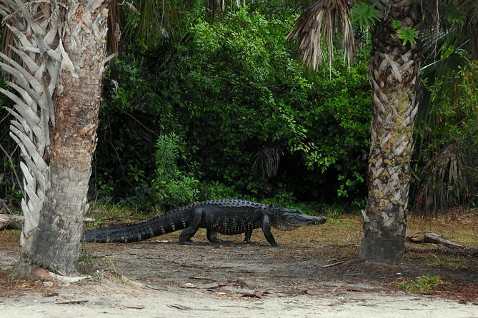 Everglades Day Safari from Ft Lauderdale - The guides are a major part of the value