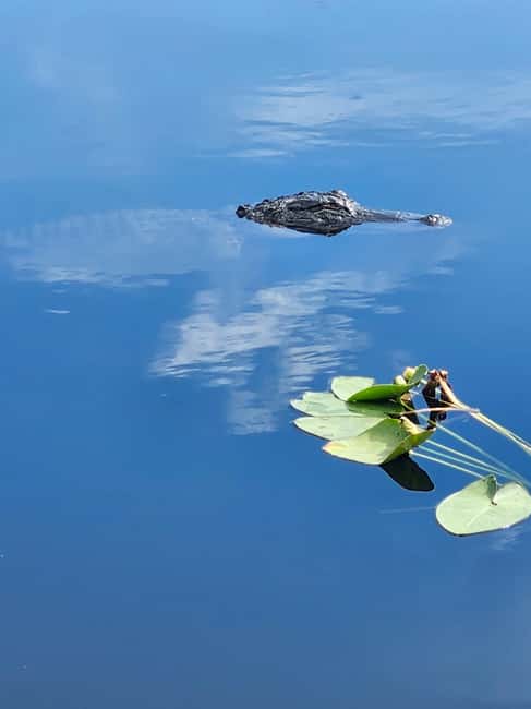 Everglades Eco Airboat Small-Group Tour & 2 Private Islands - Key details before you book