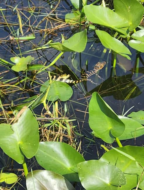 Everglades Eco Airboat Small-Group Tour & 2 Private Islands - Who should book, and who should skip it?
