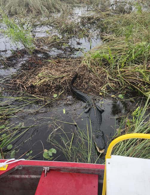Everglades Eco Airboat Small-Group Tour & 2 Private Islands - The two Miccosukee islands and their meaning