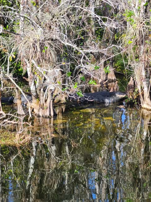 Everglades Eco Airboat Small-Group Tour & 2 Private Islands - Is $138 a fair price?