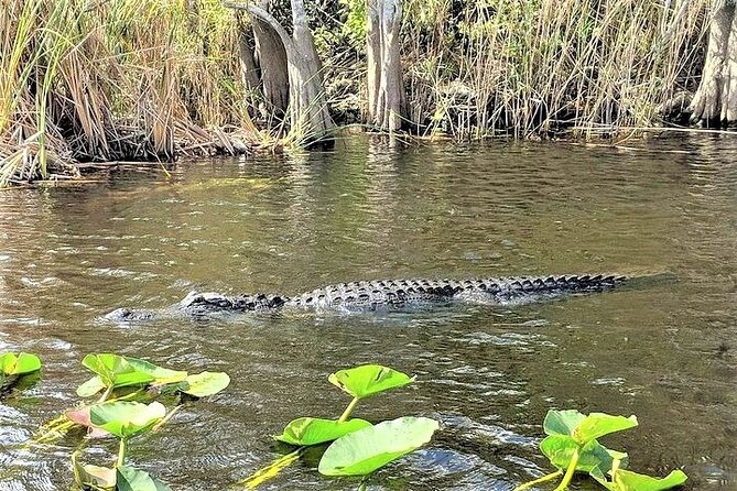 Everglades Holiday Park Airboat Tours & Rides - Alligator sightings depend on the day