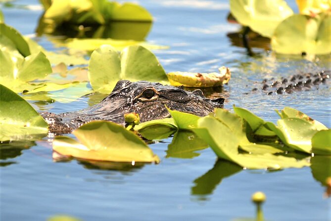 Everglades Holiday Park Airboat Tours & Rides - Who will enjoy this most?