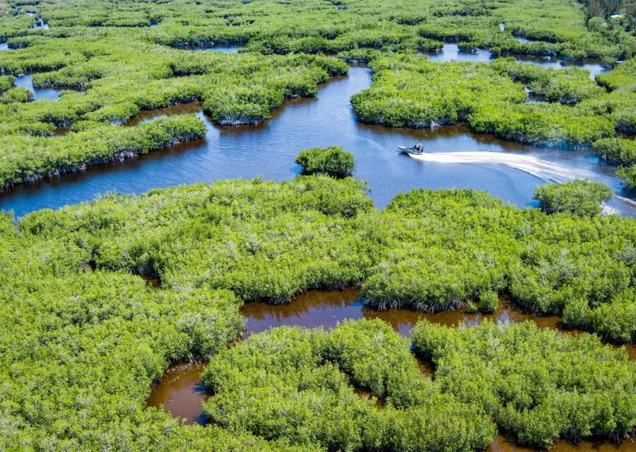 Everglades: Mangrove Maze Airboat Tour and Boardwalk - Wildlife watching in the mangrove channels