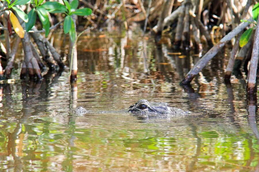 Everglades: Mangrove Maze Airboat Tour and Boardwalk - Is $64 a fair price?