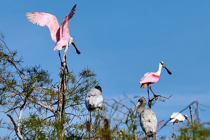 Everglades National Park Biologist Led Adventure: Cruise, Hike + Airboat - Miccosukee connections and the Oasis stop