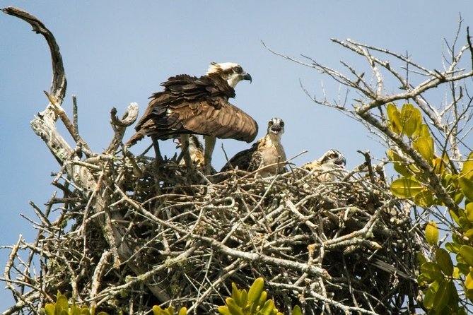 Everglades National Park Biologist Led Adventure: Cruise, Hike + Airboat - Walking through Big Cypress National Preserve