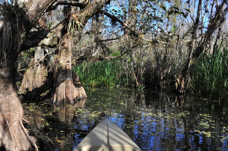 Everglades National Park: Mangrove Tunnel Kayak Eco-Tour - Watching for alligators, birds, and smaller wildlife