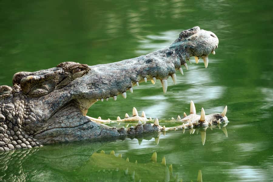 Everglades National Park: Mangrove Tunnel Kayak Eco-Tour - Guides who turn scenery into understanding