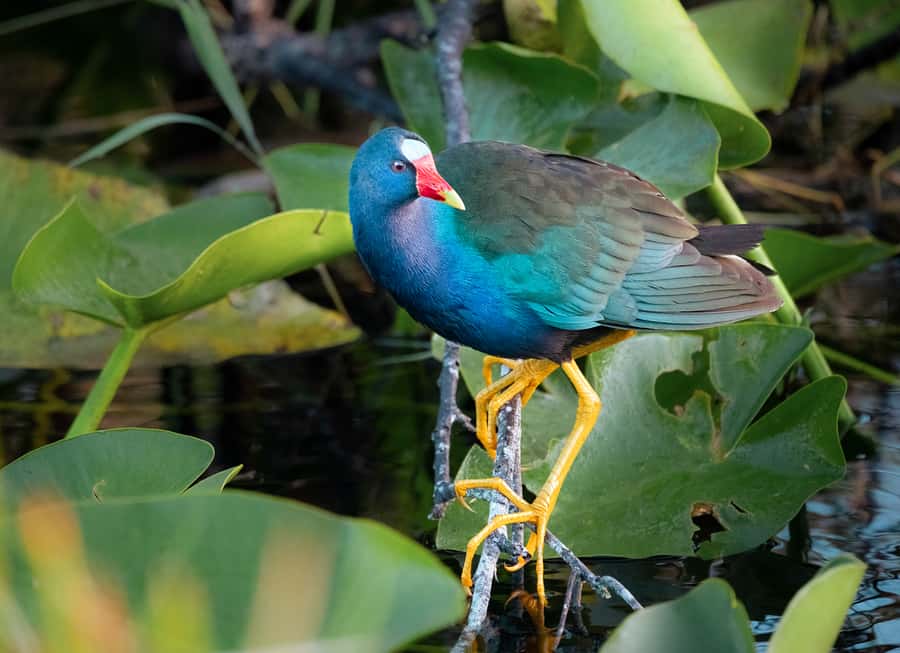 Everglades National Park: Mangrove Tunnel Kayak Eco-Tour - Is three hours the right length?