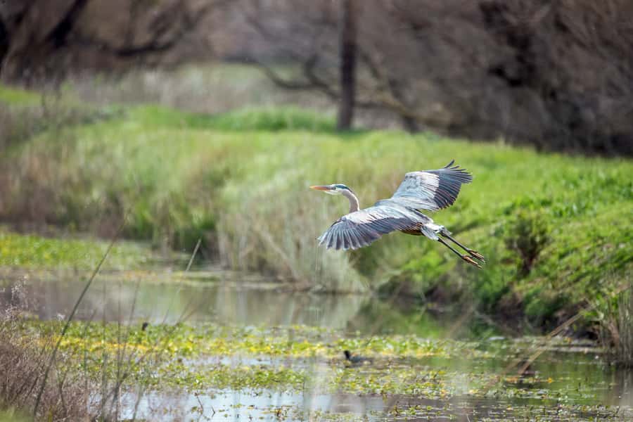Everglades National Park: Mangrove Tunnel Kayak Eco-Tour - What the $109 price really covers