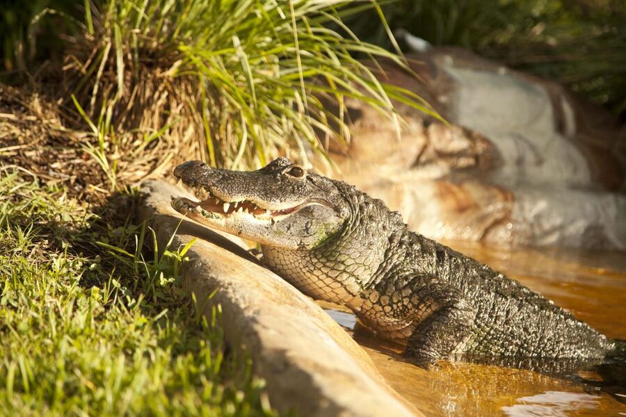 Everglades: Sawgrass Park Day Time Airboat Tour & Exhibits - Searching for alligators and birds in the wild