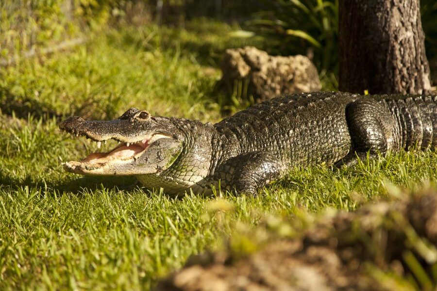 Everglades: Sawgrass Park Day Time Airboat Tour & Exhibits - How the guides shape the experience