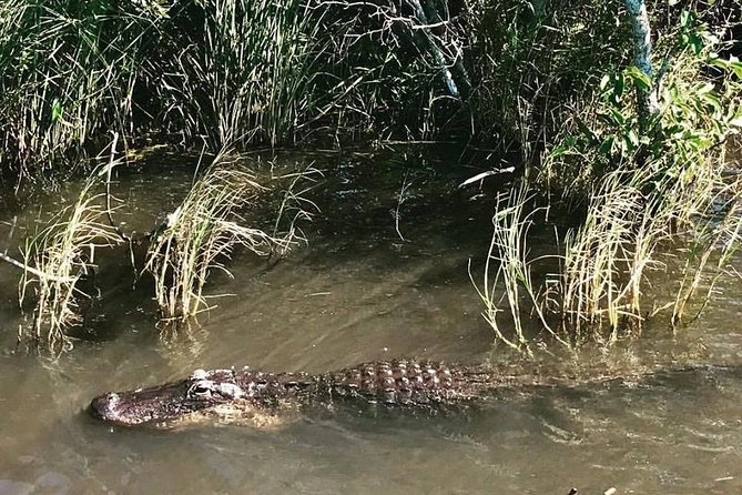 Everglades Small-Group Tour from Miami with Transportation - Who will enjoy this half-day outing?