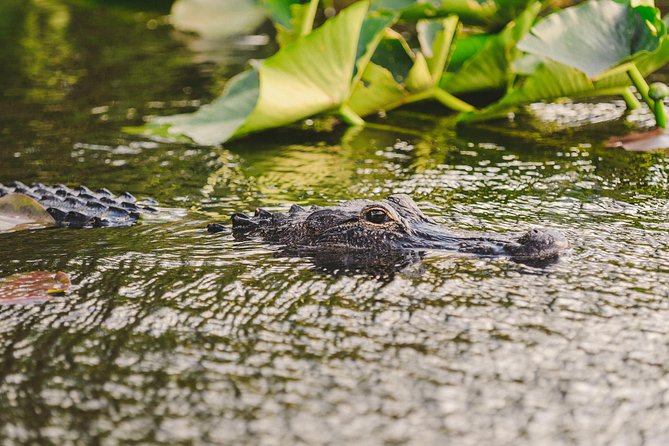 Everglades VIP Airboat Tour with Transportation Included - One hour across the River of Grass